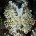 cuttlefish_reef_bo_mb_v_0064_png2169.jpg